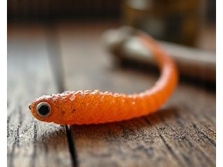 Utsuri Baits & Tackleの創業当時のアユワームの写真